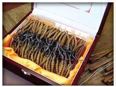 大丰镇冬虫夏草回收